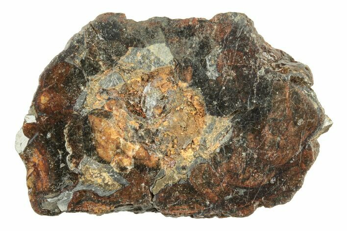 Polished Sericho Pallasite Meteorite ( g) - Kenya #243353